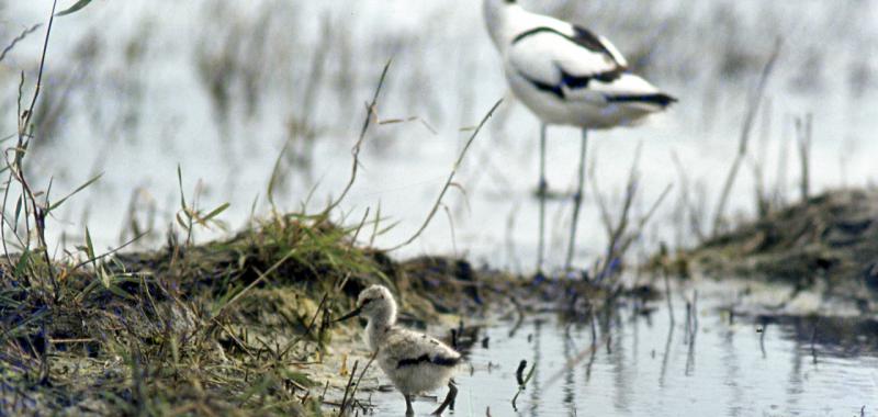 Fauna en el parque nacional del Mar de Frisia